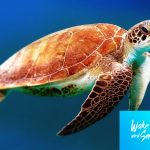 Imagen que muestra una tortuga marina.